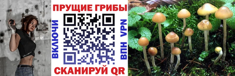 Галлюциногенные грибы Psilocybe  Купить  Приморск 